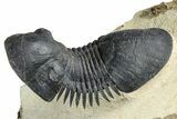 Flying Paralejurus Trilobite With Exposed Hypostome #376898-1